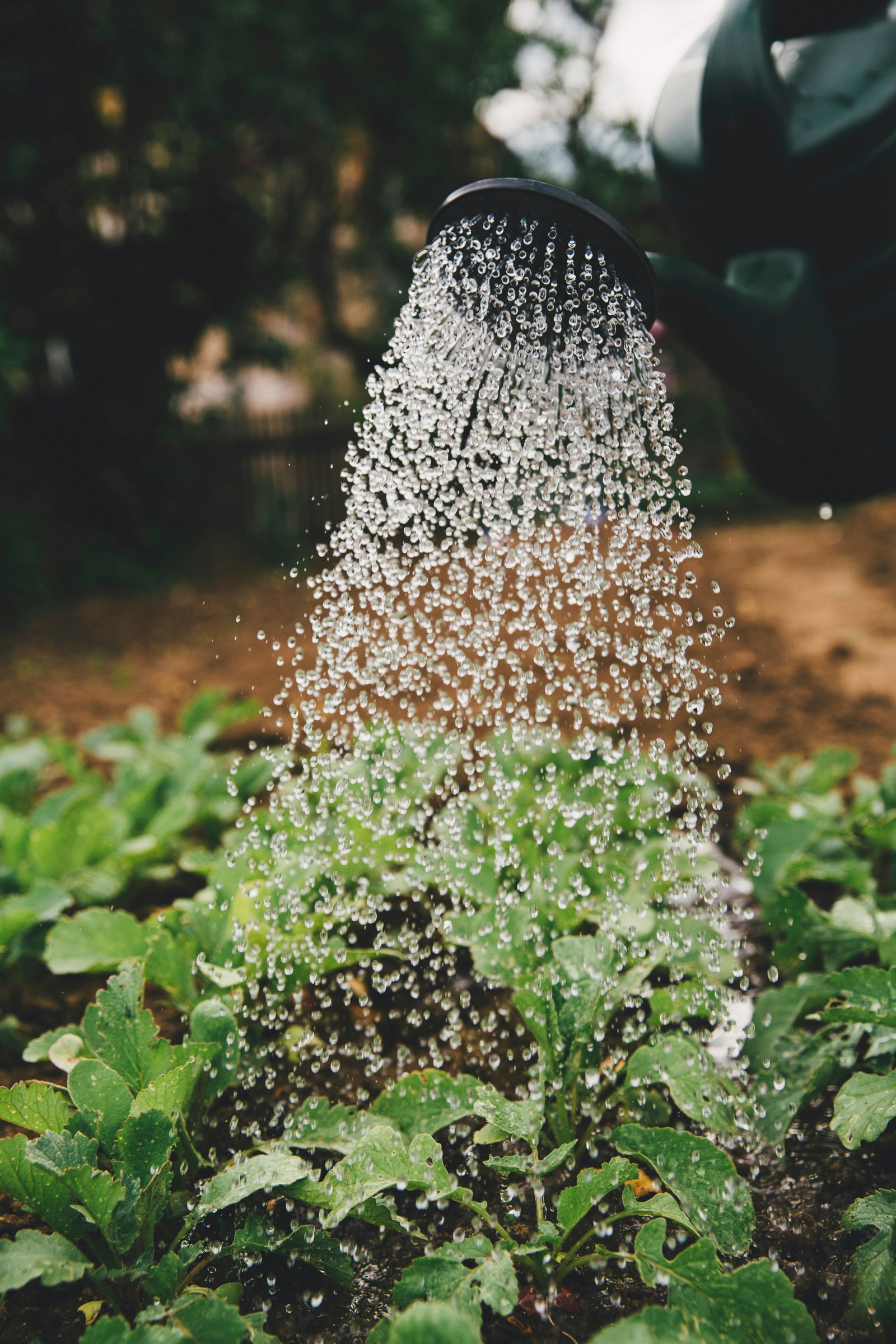 FertilizerGranules